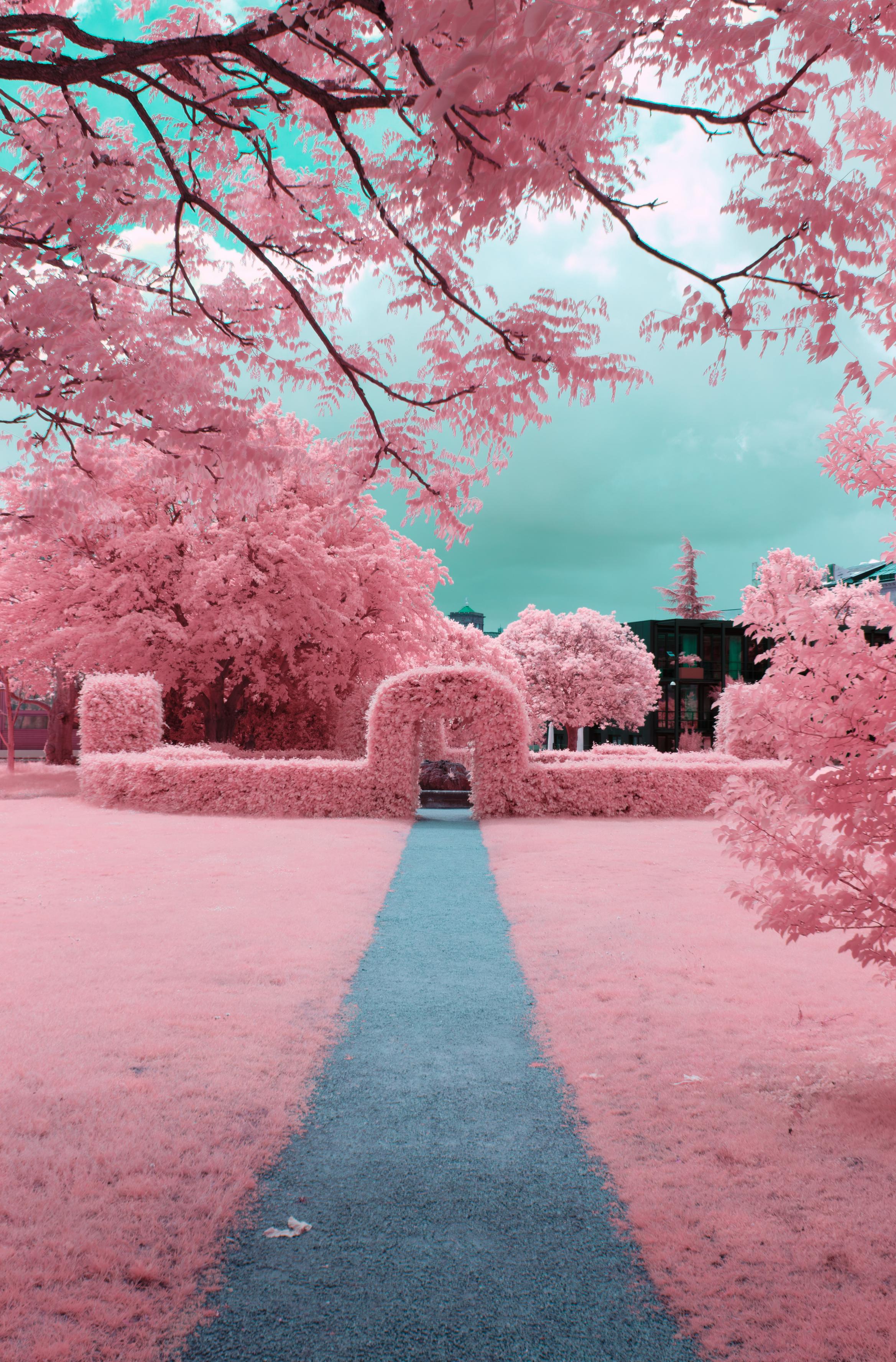 a photo down a concrete path, towards an arched plant gate. the path is deep grey, the image is atop cut by a tree branch entering the photo. the lawn to the paths sides as well as all other foliage is bright, surreal pink.