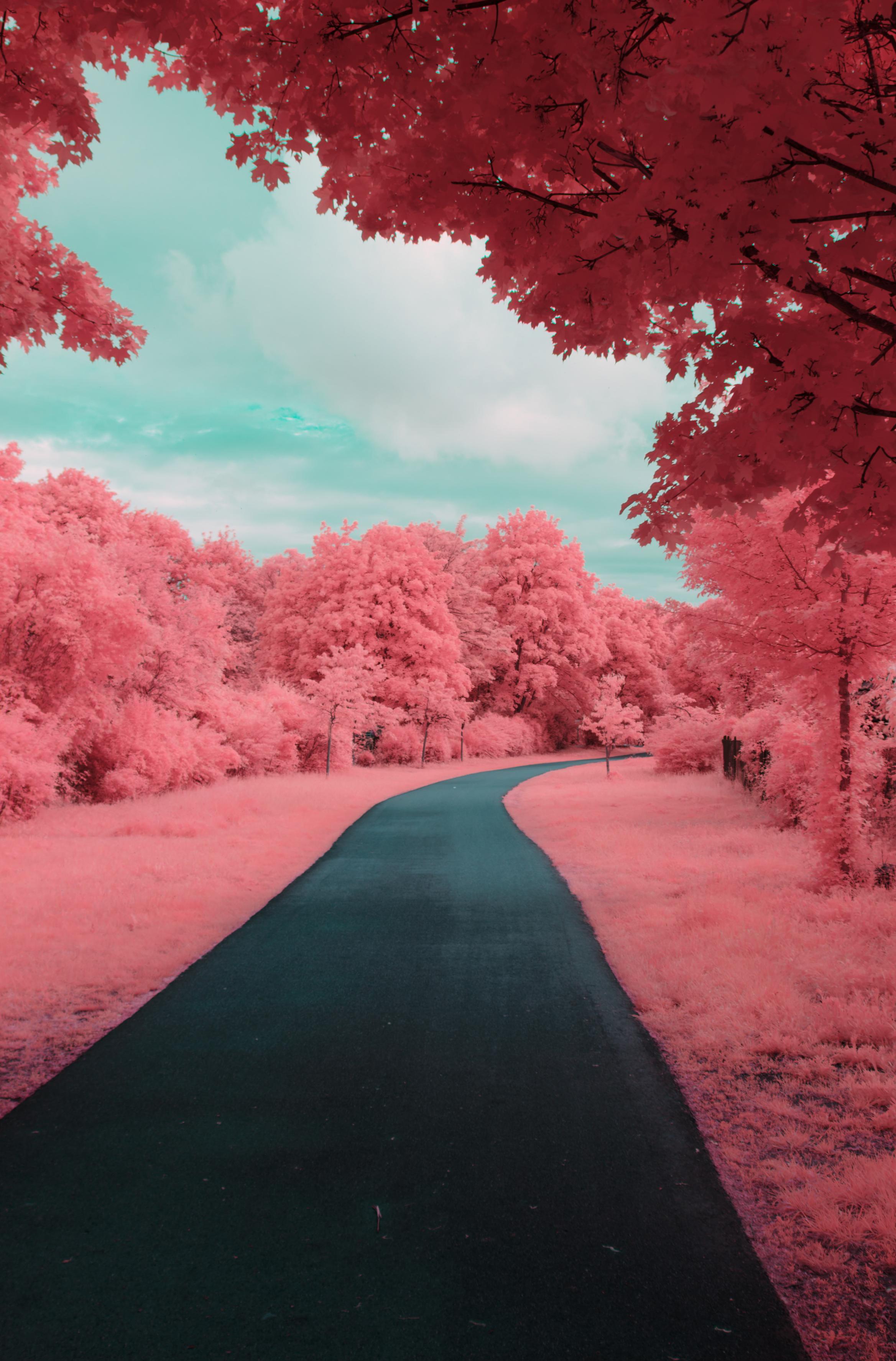 A vibrant photo down a concrete path. It is lined with pink grass and vibrant, almost glowing pink trees. It’s not flowers, but the entire foliage is bright pink. The visible path of sky is clouded and turquoise coloured.