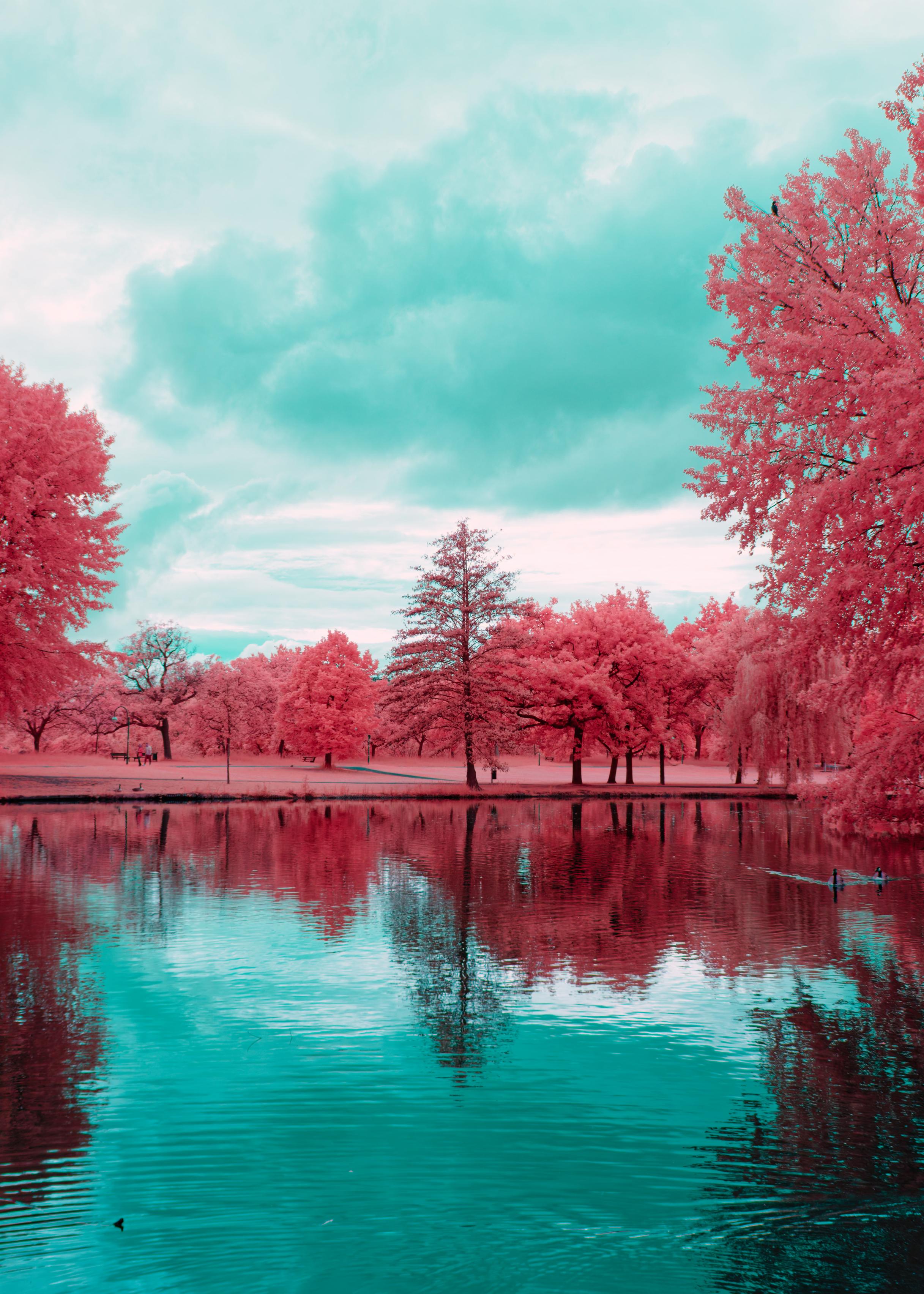 A photo down a body of water, a lake in a park. It is surrounded by open fields full of trees. All the trees have bright pink foliage, some more, some less. The variance in foliage is very apparent. The water is deep turquoise, very vibrant and contrasty to the pink.