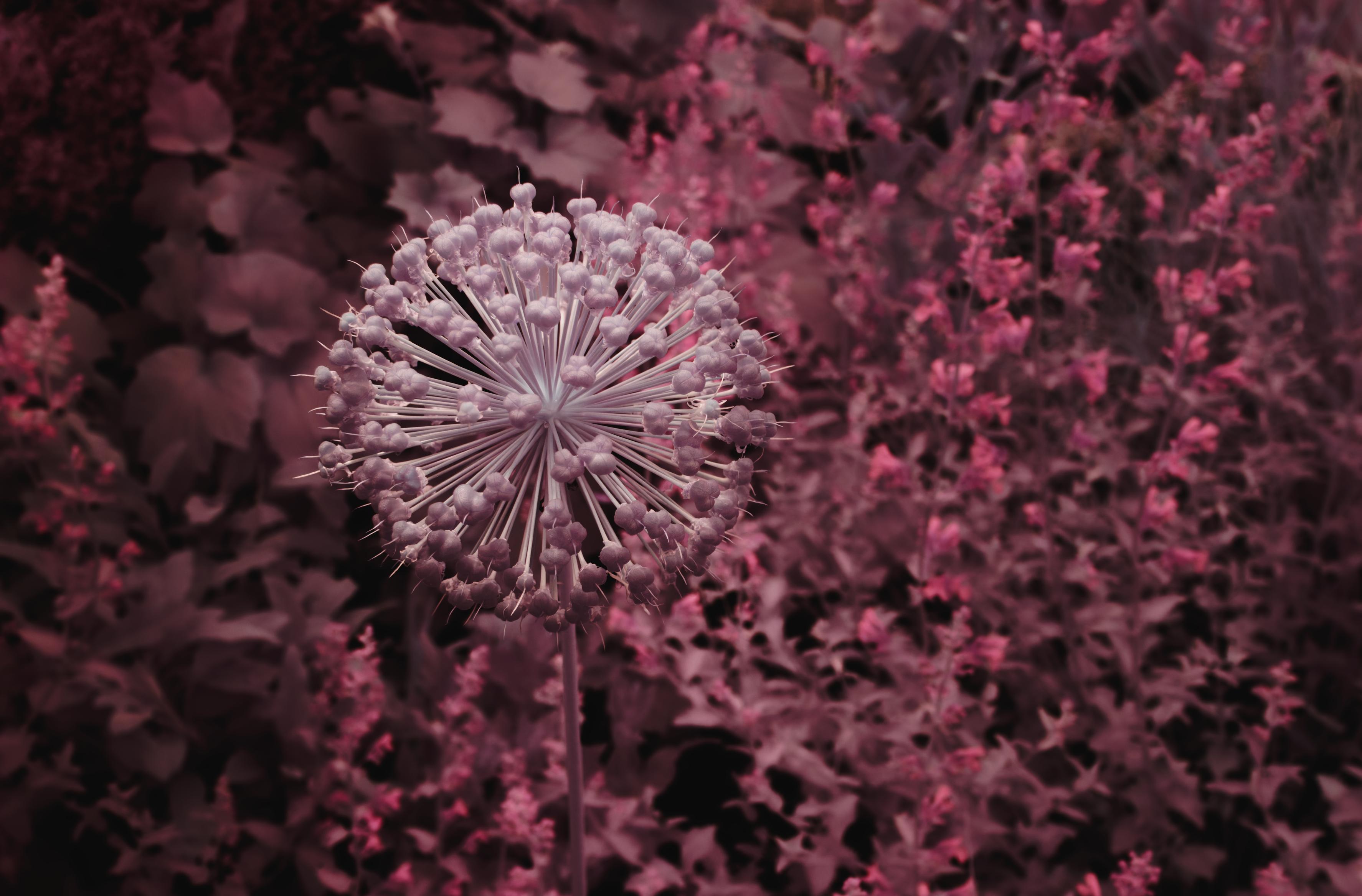 a photo of a ball shaped, spiky flower. it has many small sub-flowers arranged in a circular shape. the whole image is deep red-purple, except for the flower which has a blue-ish, iridescent vibe to it. it glows.