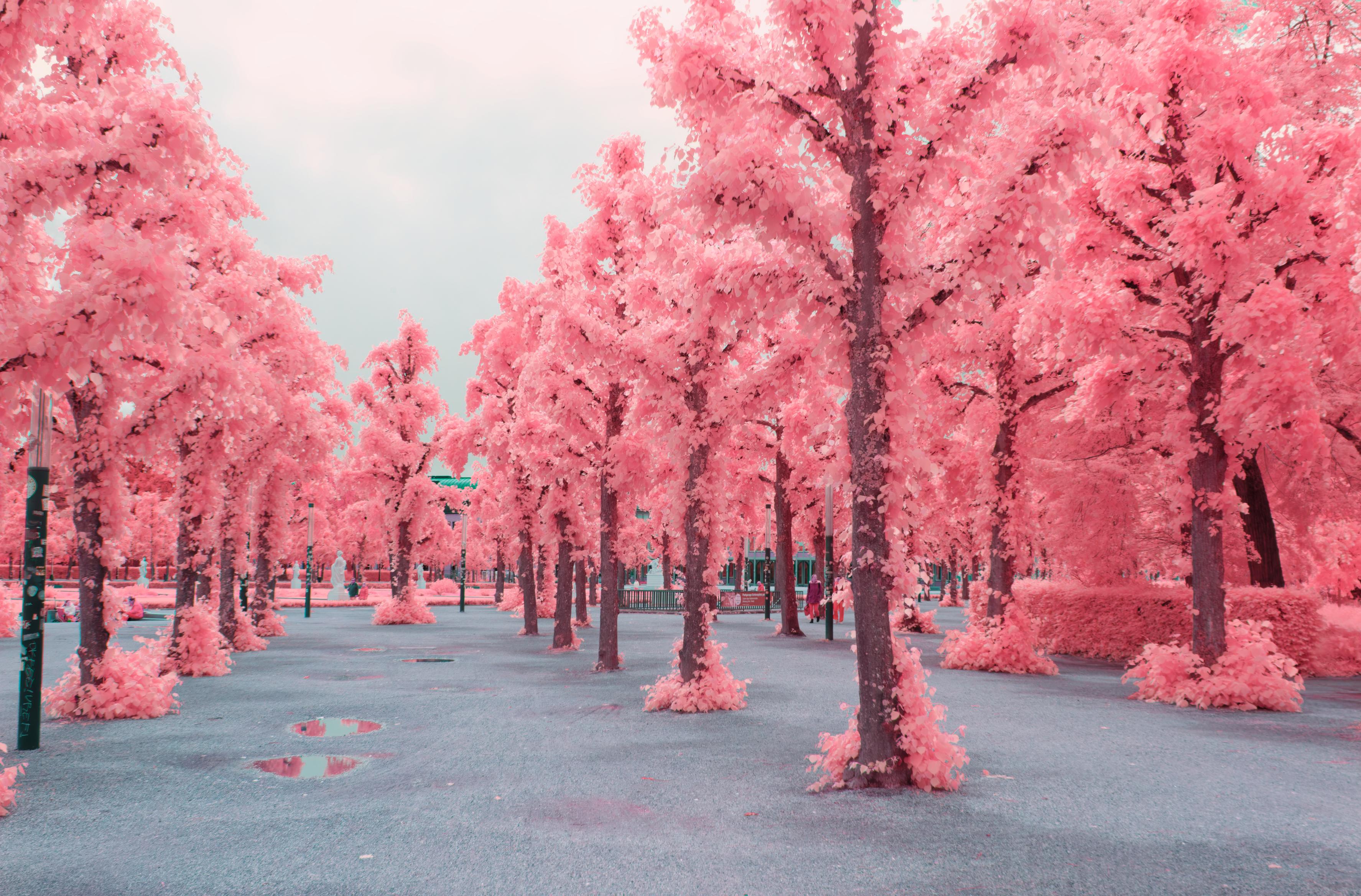 a photo down an array of thin trees with thick branches and low foliage. all leaves are bright pink, surreal pink. the sky is grey with hints of turquoise. it is a surreal photo.