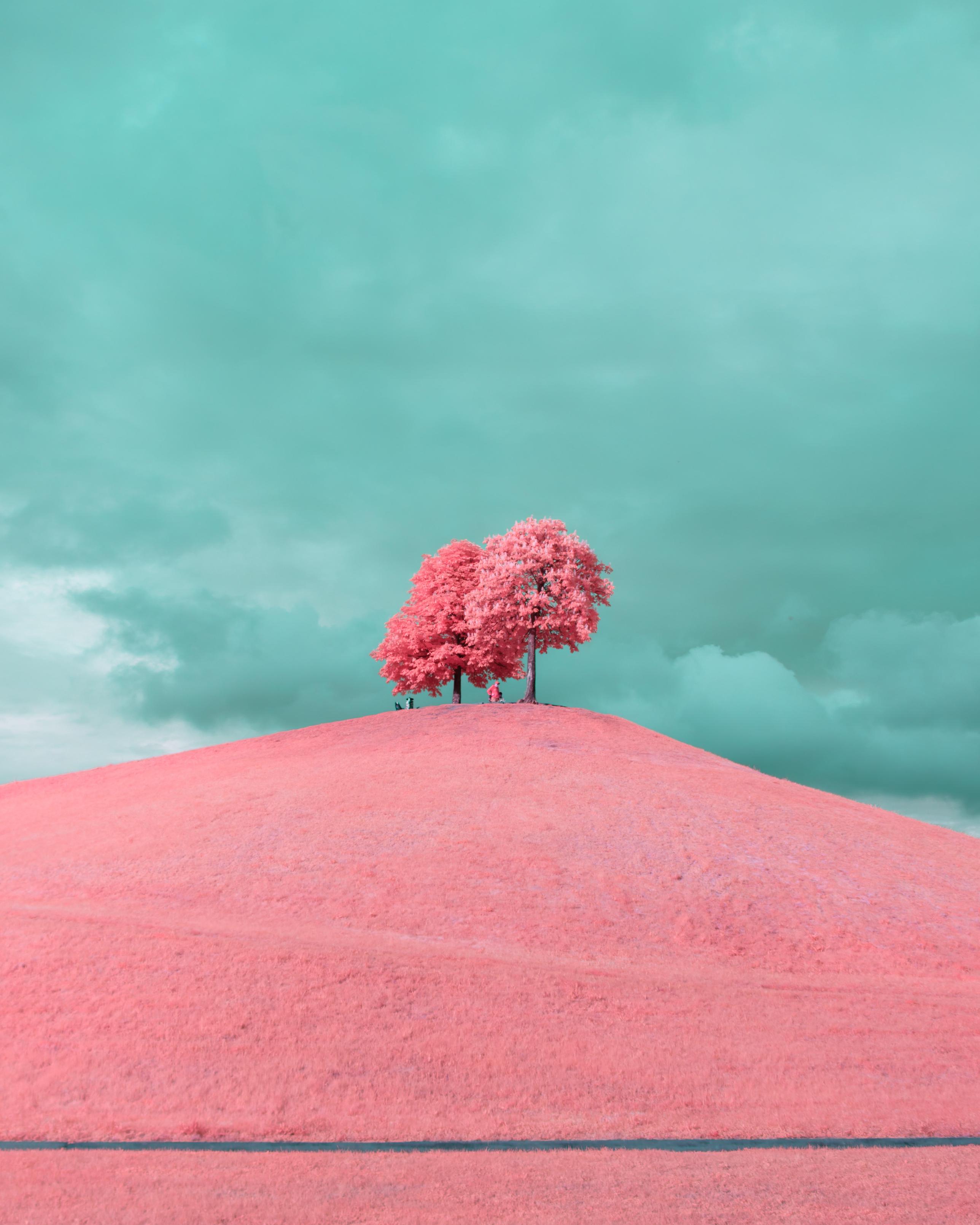 A photo up a grass hill. Two trees grow ontop, a few humans are beneath the trees. The whole foliage bright pink, glowing in sunlight. The sky behind the trees is dramatic and turquoise, it’s all cloud. A contrasty and solemn image.