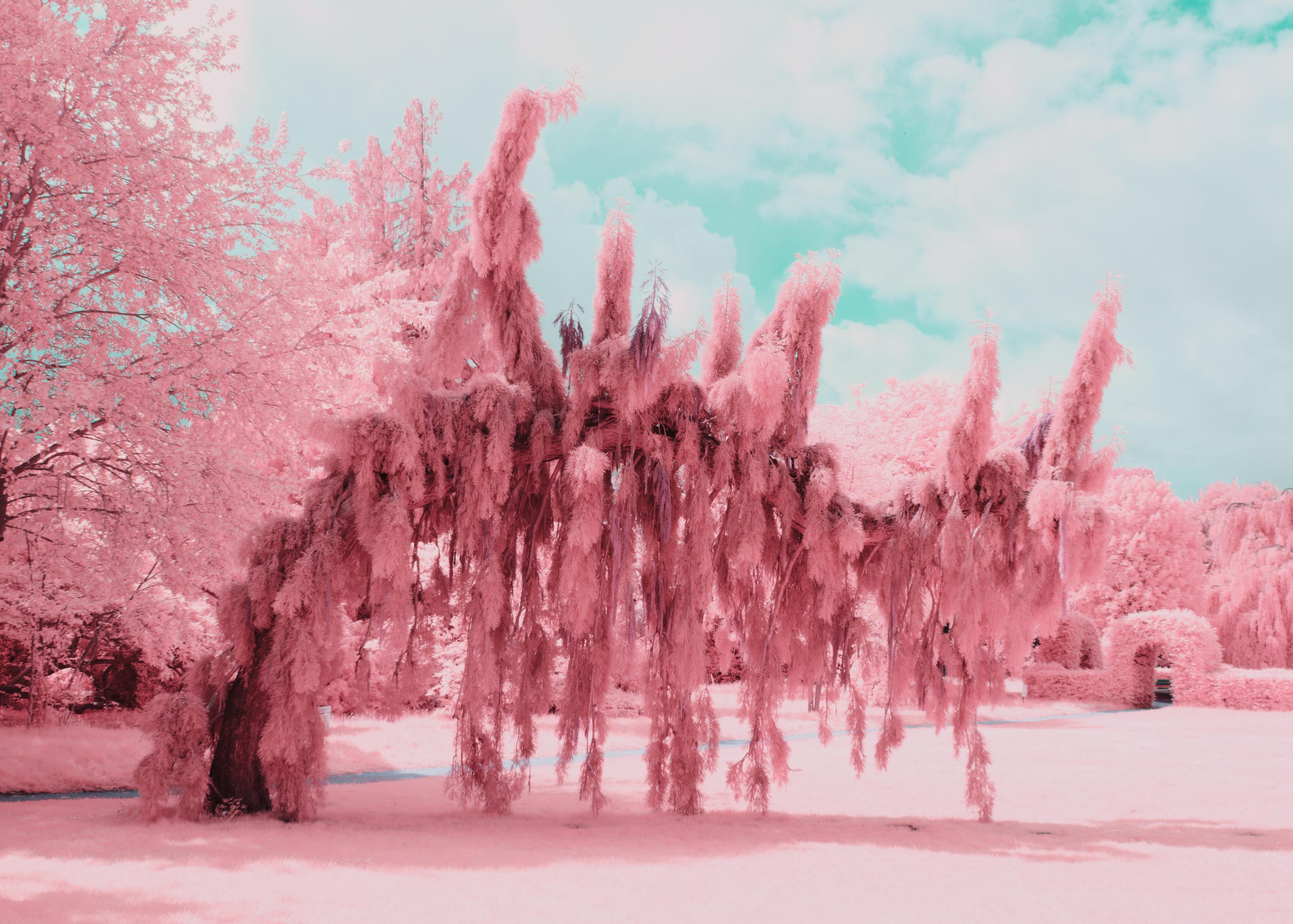 a photo of a fully leaned over tree. it seems to be of the evergreen variety. it is surrounded by trees and grass. the sky is blown out. almost everything is pink in the photo.